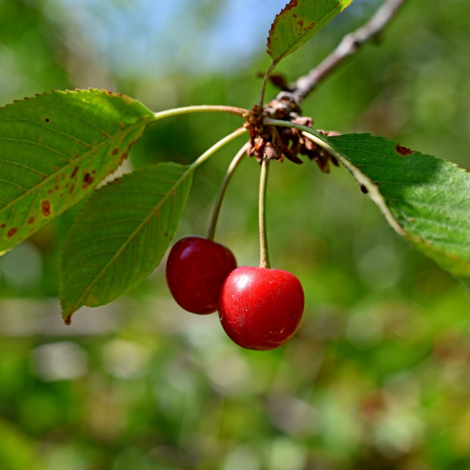 Square cherry.jpg